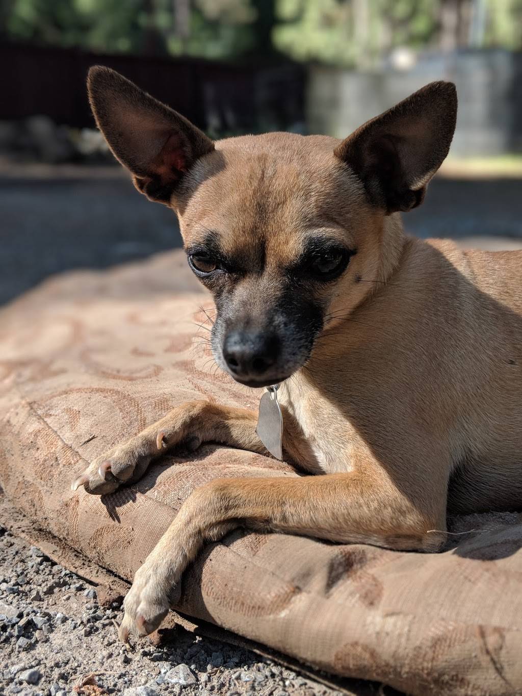 Buckeye Restaurant | restaurant | 7460 Wentworth Springs Rd, Georgetown, CA 95634, USA | 5303332600 OR +1 530-333-2600