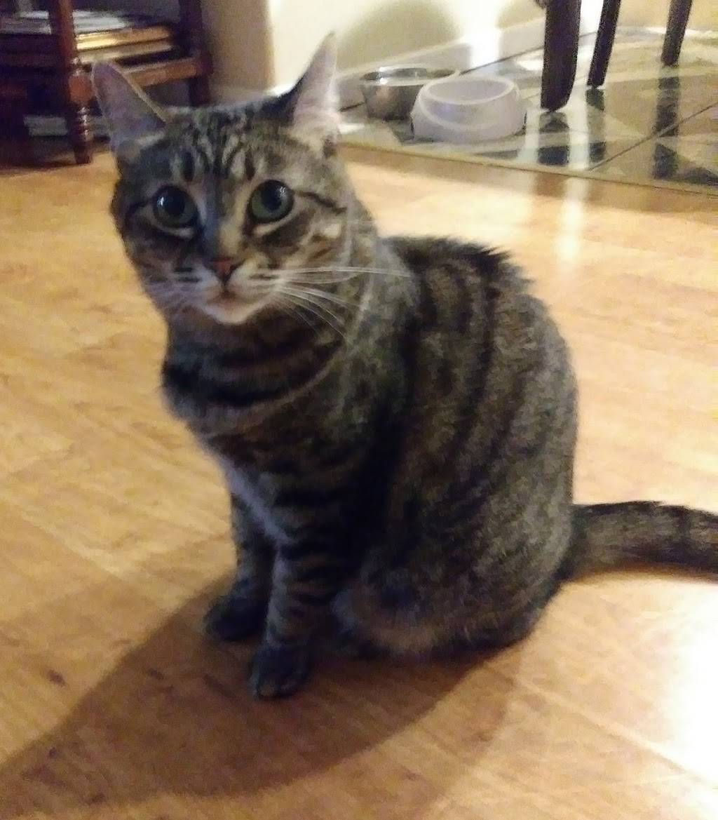 La Esquina | restaurant | 4159 Eagle Rock Blvd, Los Angeles, CA 90065, USA | 3234746050 OR +1 323-474-6050