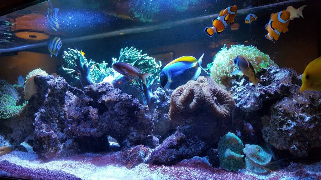 Butterfly Restaurant | restaurant | 831 Farmington Ave, West Hartford, CT 06119, USA | 8602362816 OR +1 860-236-2816