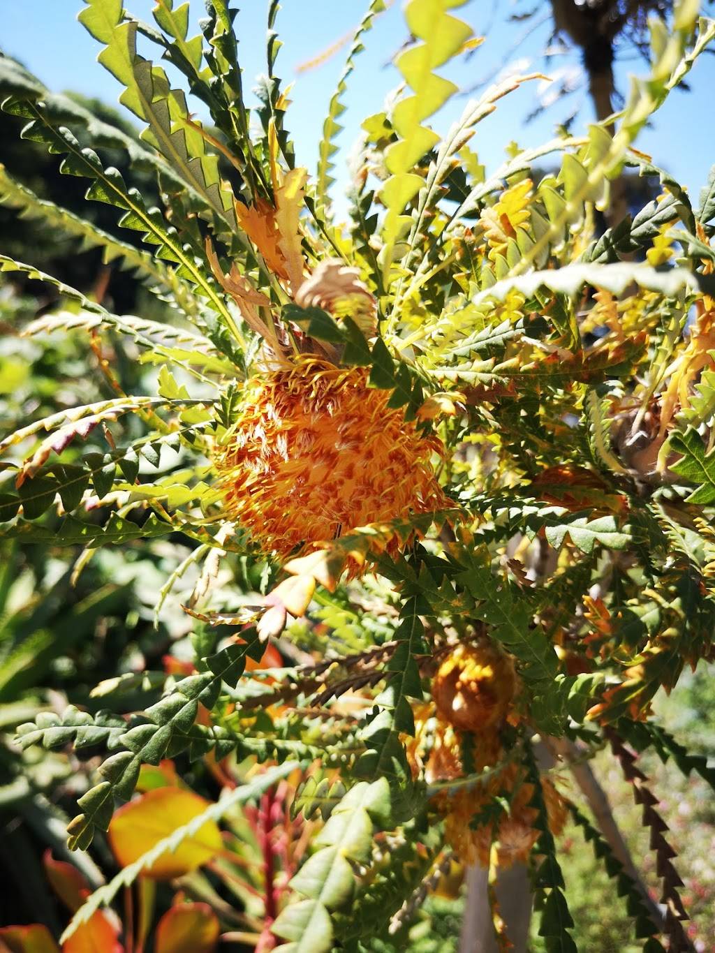 Big Sur Bakery | bakery | 47540 CA-1, Big Sur, CA 93920, USA | 8316670520 OR +1 831-667-0520