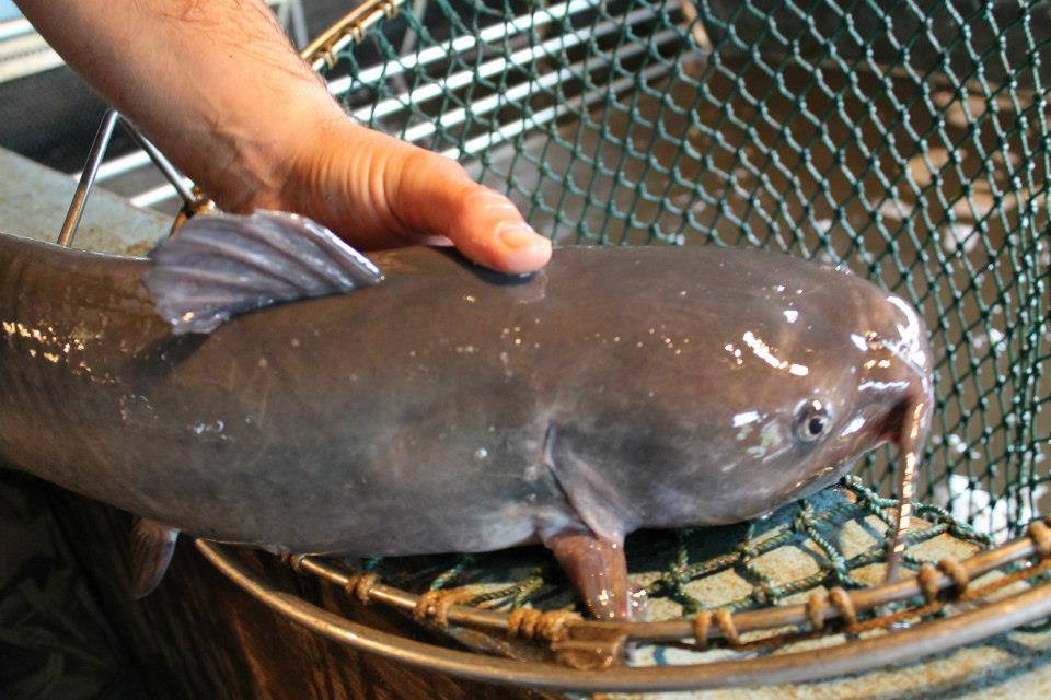 Moores Fish Farm | restaurant | 25353 S 4230 Rd, Inola, OK 74036, USA | 9183414194 OR +1 918-341-4194