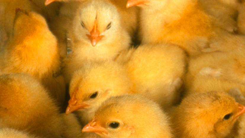 FoxPremiumEggs | restaurant | 50880 MN-30, Amboy, MN 56010, USA | 5079958618 OR +1 507-995-8618