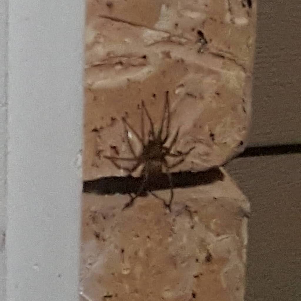 Arbys | meal takeaway | 1731 W 12600 S, Riverton, UT 84065, USA | 8014469300 OR +1 801-446-9300