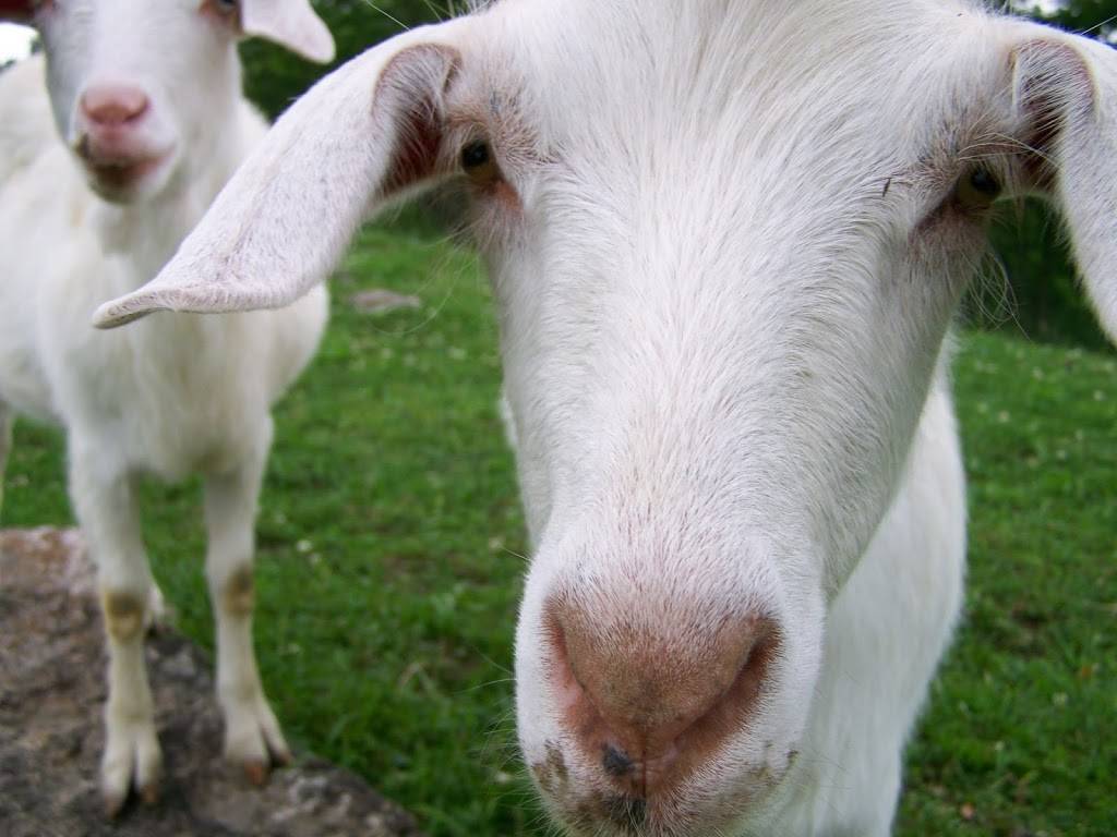 Janes Saddlebag | restaurant | 13989 Ryle Rd, Union, KY 41091, USA | 8593846617 OR +1 859-384-6617