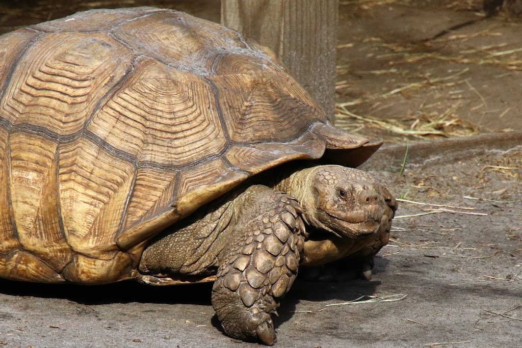 Wild Florida Airboats & Gator Park | restaurant | 3301 Lake Cypress Rd, Kenansville, FL 34739, USA | 4079573135 OR +1 407-957-3135