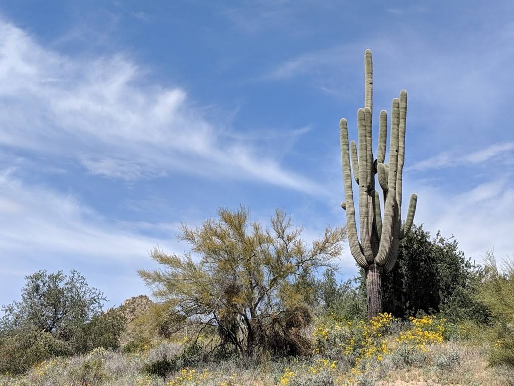 Bartlett Lake Marina | restaurant | 20808 E Bartlett Dam Rd, Rio Verde, AZ 85263, USA | 4802210503 OR +1 480-221-0503