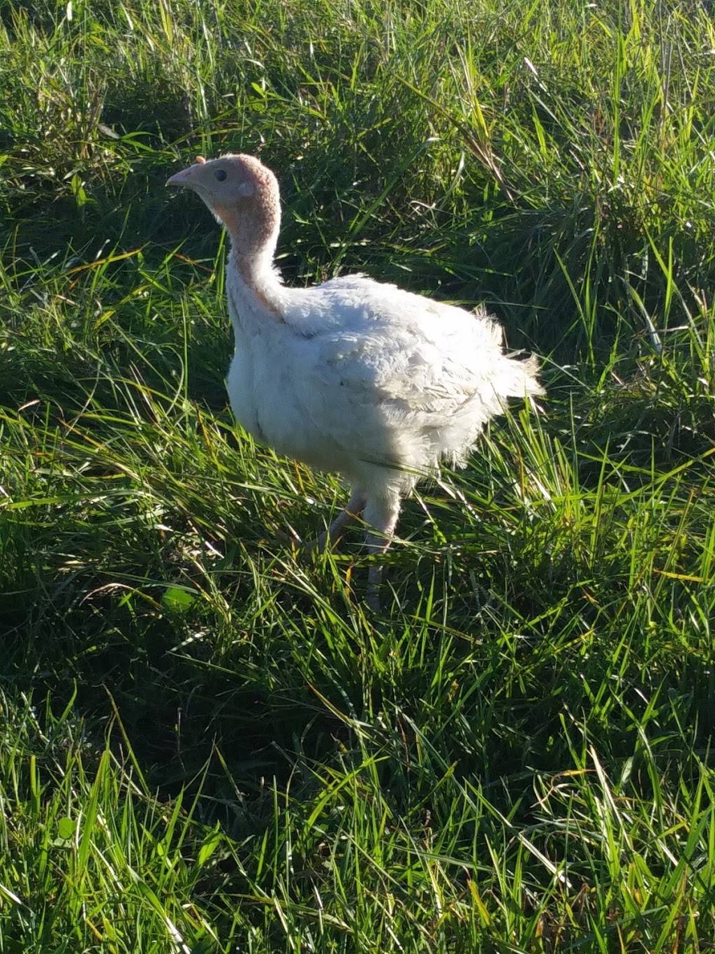 Harbs Farm | restaurant | 7802 Vienna Rd, Blossvale, NY 13308, USA | 9143207959 OR +1 914-320-7959