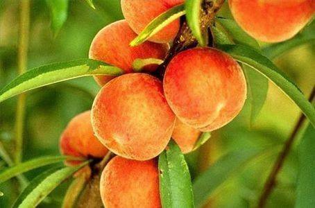 Berry Good Farms | restaurant | 930 William Gibbs Rd, Tifton, GA 31793, USA | 2298210746 OR +1 229-821-0746