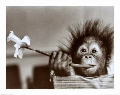 Henry Tomasso Barber/Stylist | restaurant | 618 Stone Rd, Rochester, NY 14616, USA | 5854749617 OR +1 585-474-9617