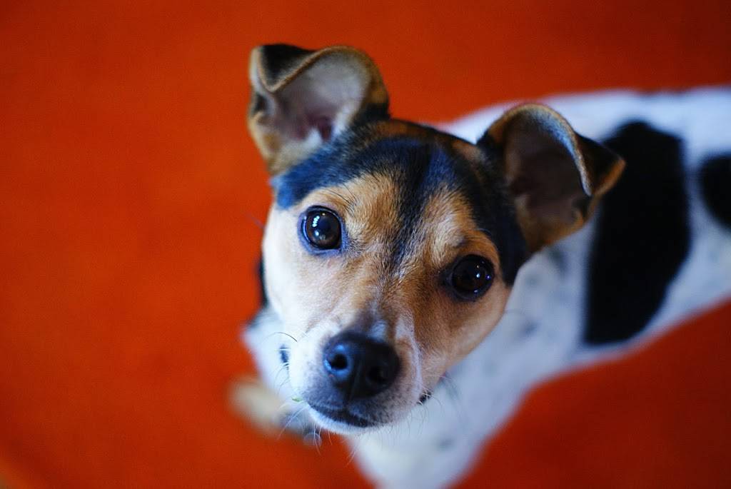 Bones2Go! | restaurant | 8805 Jones Rd #B101, Jersey Village, TX 77065, USA | 2818978000 OR +1 281-897-8000