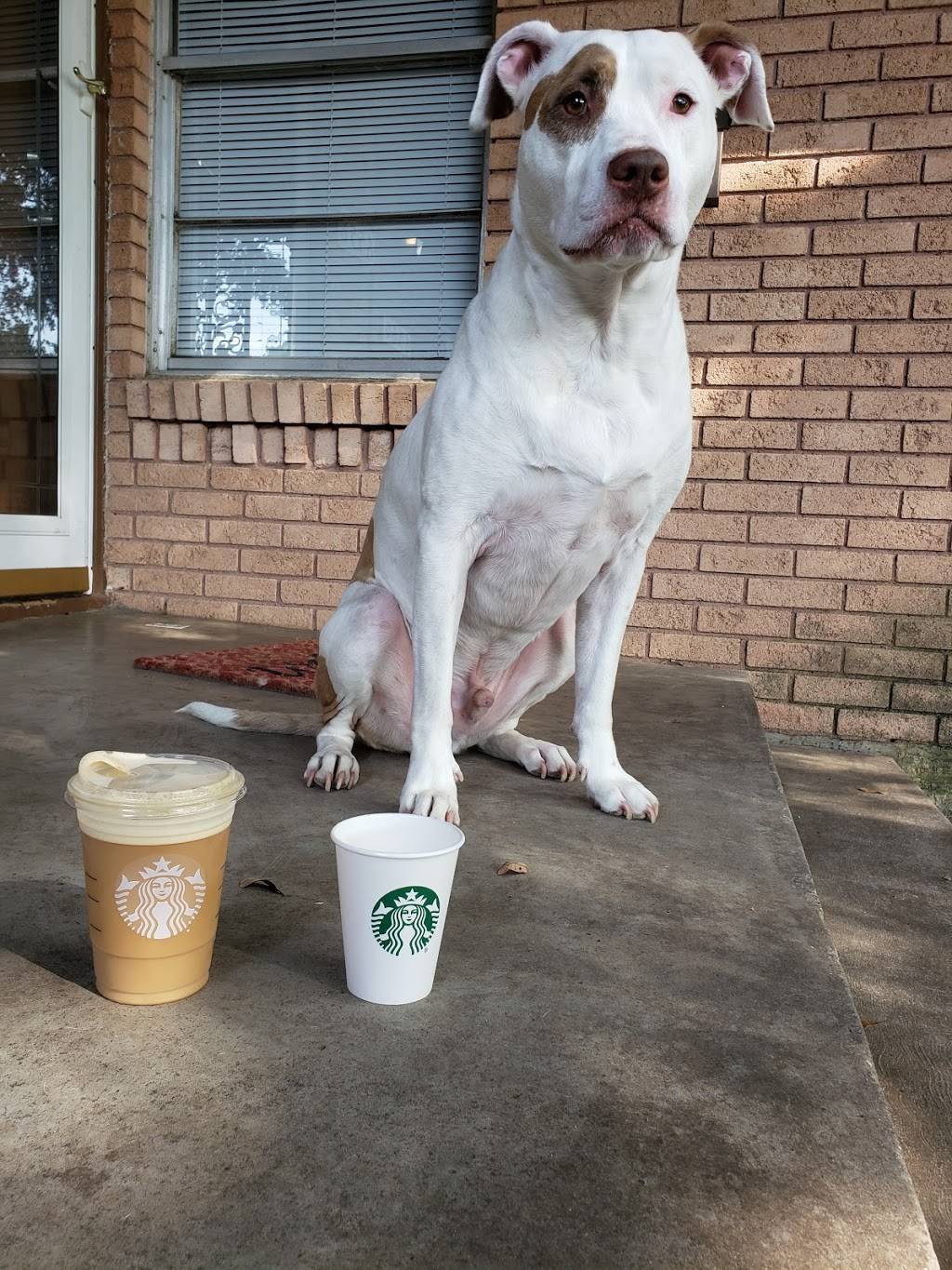 Starbucks | cafe | 10141 E NW Hwy, Dallas, TX 75238, USA | 4698582705 OR +1 469-858-2705