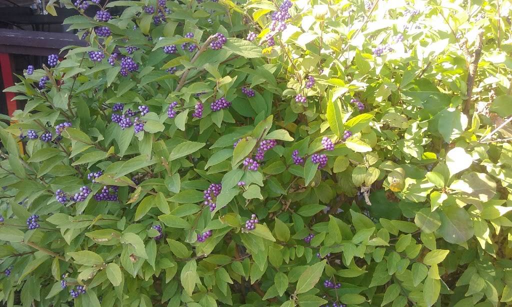 Casa Del Sol | restaurant | 101 E Washington St, Nashville, IN 47448, USA | 8129884535 OR +1 812-988-4535