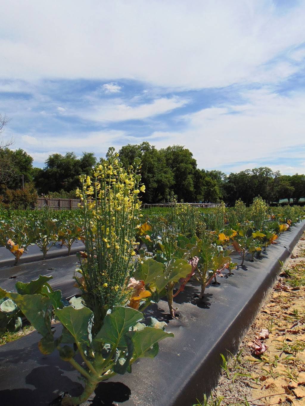 Keel Farms | restaurant | 5210 Thonotosassa Rd, Plant City, FL 33565, USA | 8137523892 OR +1 813-752-3892