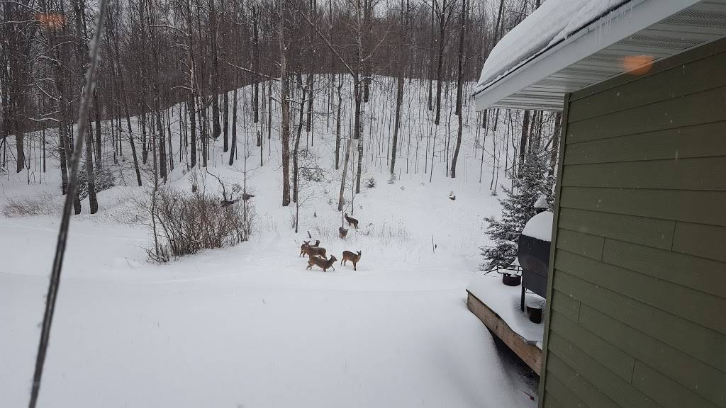 P-Town Saloon & Grill, LLC | restaurant | W11204 County Rd M, Medford, WI 54451, USA | 7157857931 OR +1 715-785-7931