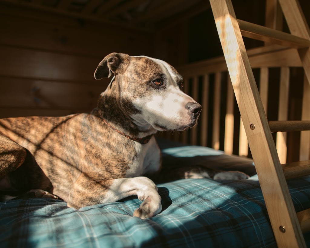 Kennebec White Water Rafting | restaurant | 36 Main St, Bingham, ME 04920, USA | 2076724814 OR +1 207-672-4814