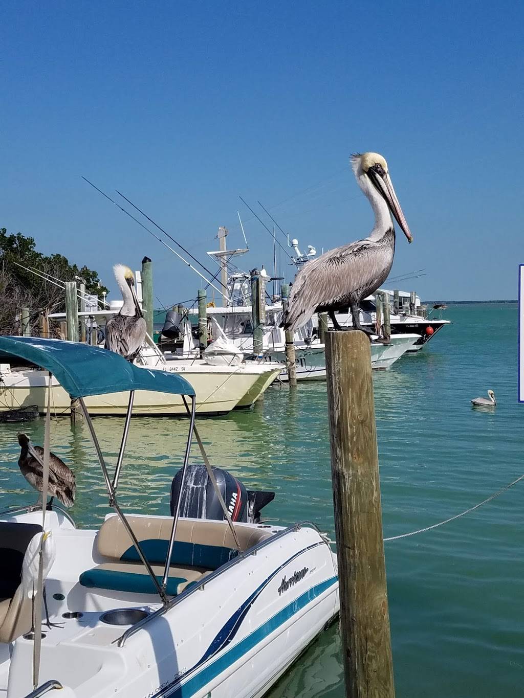 Robbies | restaurant | 77522 Overseas Hwy, Islamorada, FL 33036, USA | 3056648070 OR +1 305-664-8070