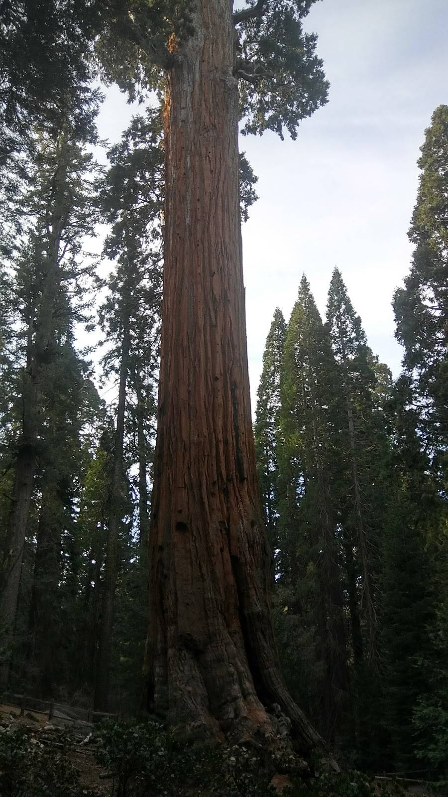 Subway | restaurant | 2000 E Tehachapi Blvd, Tehachapi, CA 93561, USA | 6618231484 OR +1 661-823-1484