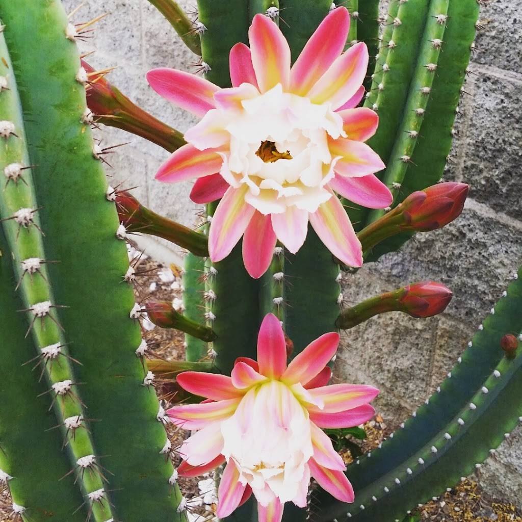 Primos Marisco & Mexican Food | restaurant | 13324 Normandie Ave, Gardena, CA 90247, USA | 3103299707 OR +1 310-329-9707