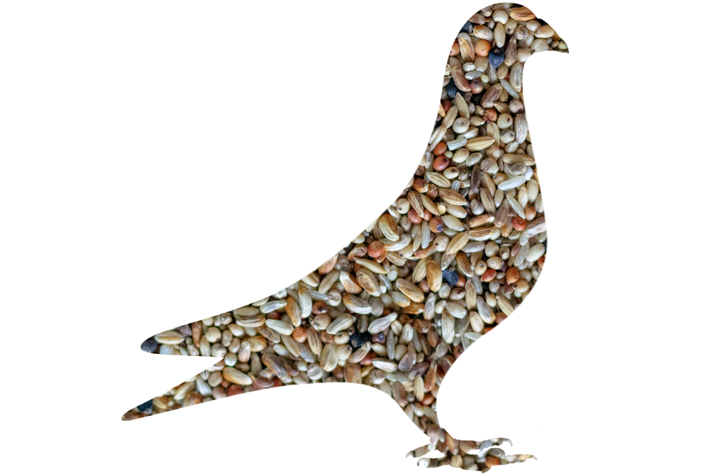 Belmont Feed & Seed | restaurant | 3036 W Belmont Ave, Chicago, IL 60618, USA | 7735881144 OR +1 773-588-1144