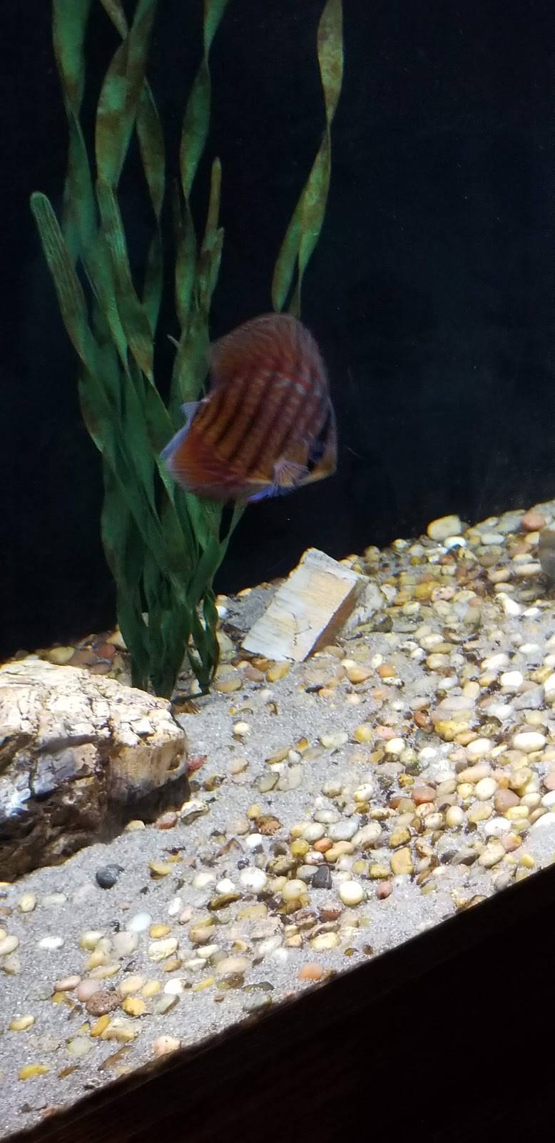 Good Ol Boys Family Restaurant | restaurant | 1843 Sand Hill Rd, Auburn, AL 36830, USA | 3348263900 OR +1 334-826-3900