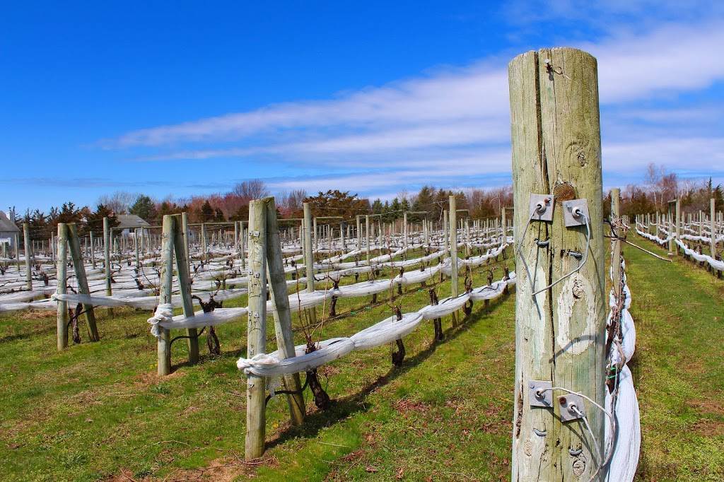 Diliberto Winery | restaurant | 250 Manor Ln, Riverhead, NY 11901, USA | 6317223416 OR +1 631-722-3416