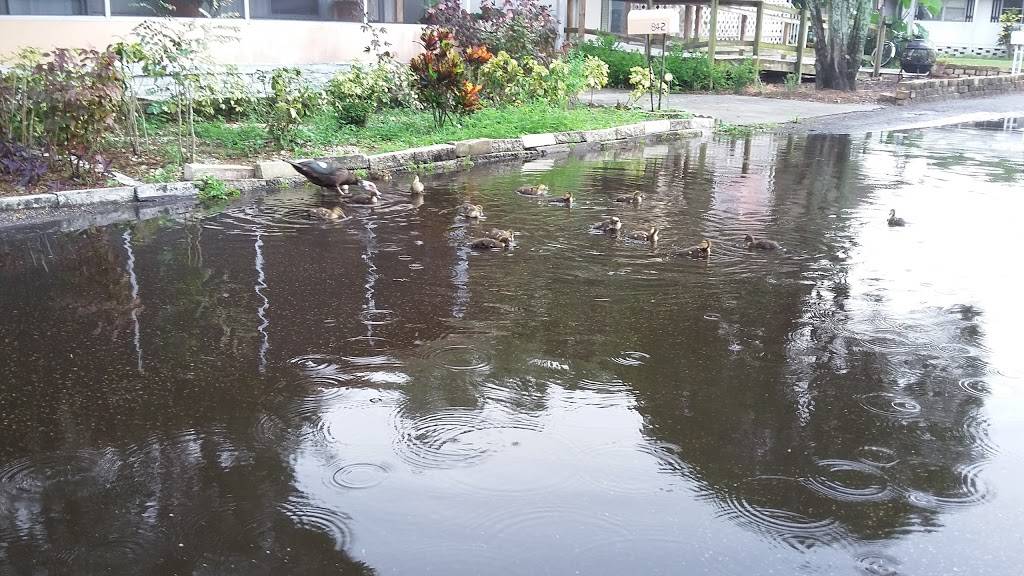 Circle K | meal takeaway | 14517 N Nebraska Ave, Tampa, FL 33613, USA | 8139710449 OR +1 813-971-0449