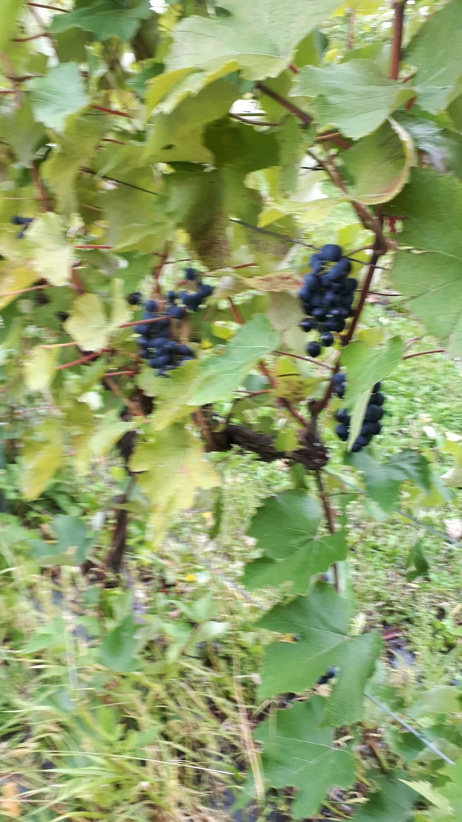 Vignoble Bouche-Art | restaurant | 17 Boulevard de lAssomption, Repentigny, QC J6A 1A3, Canada | 5146558673 OR +1 514-655-8673