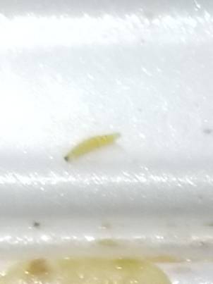 Hibachi King Express | restaurant | 150 Lawrence St, Brooklyn, NY 11201, USA | 7188555281 OR +1 718-855-5281