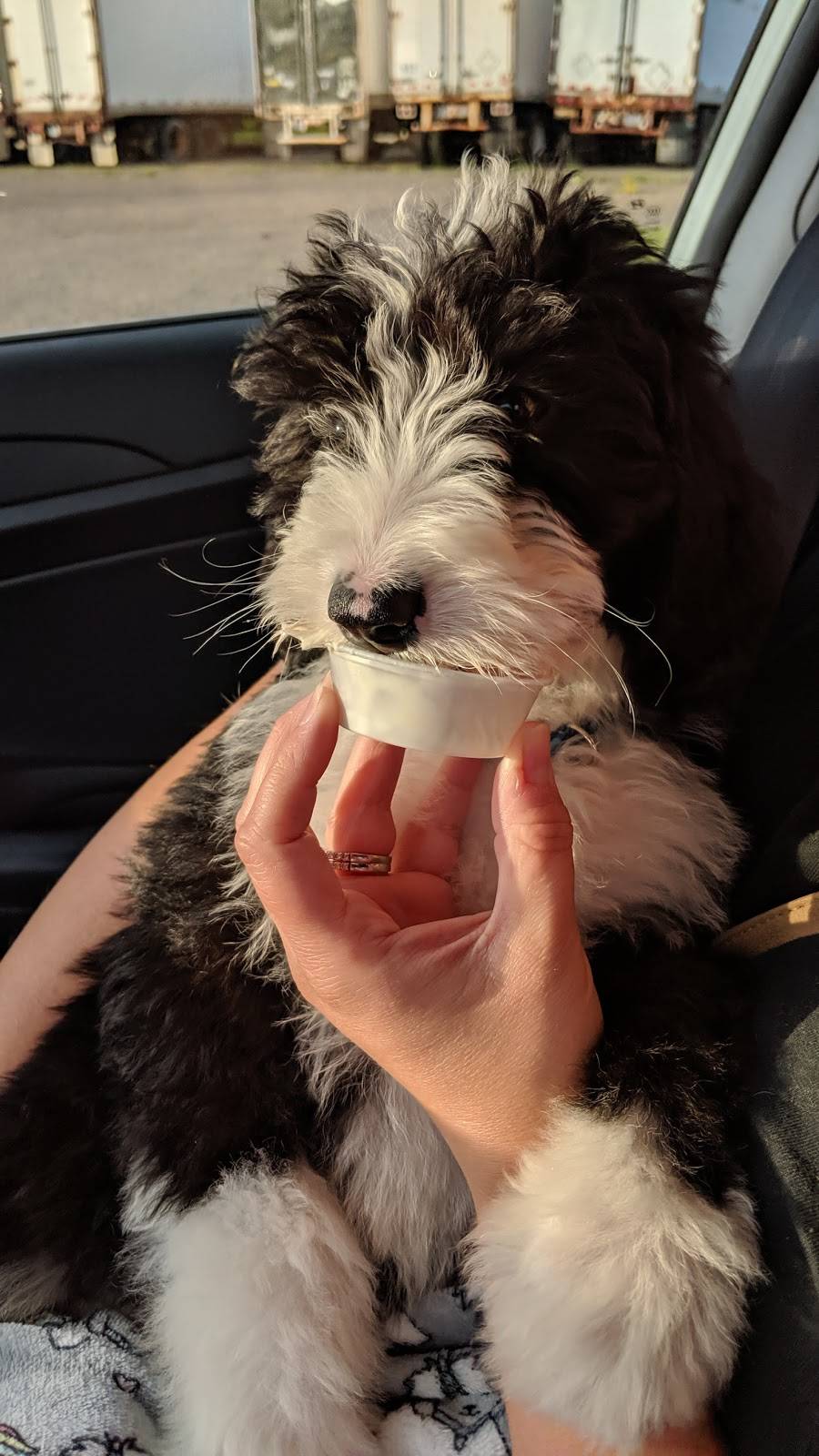 Culvers | restaurant | 1109 N Main St, River Falls, WI 54022, USA | 7156297724 OR +1 715-629-7724