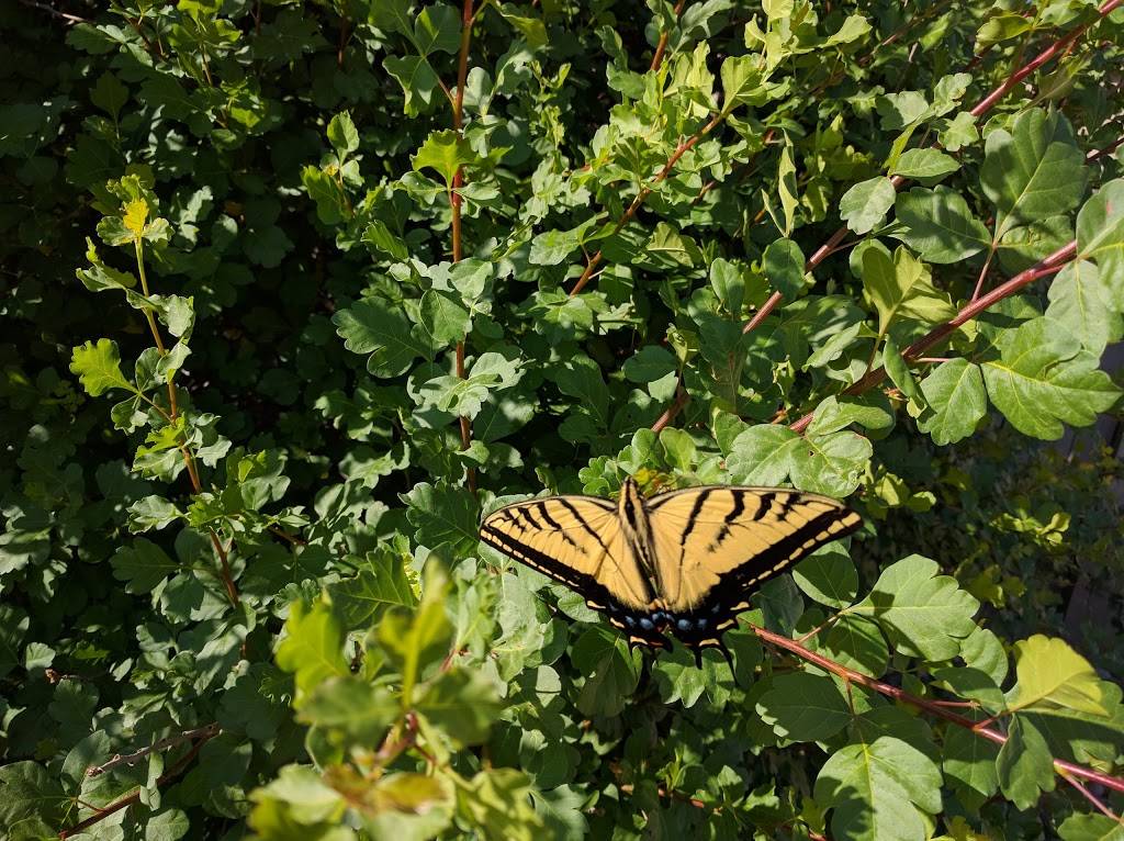 Starbucks | cafe | 815 E 17th Ave Unit C-5, Longmont, CO 80504, USA | 7204949794 OR +1 720-494-9794