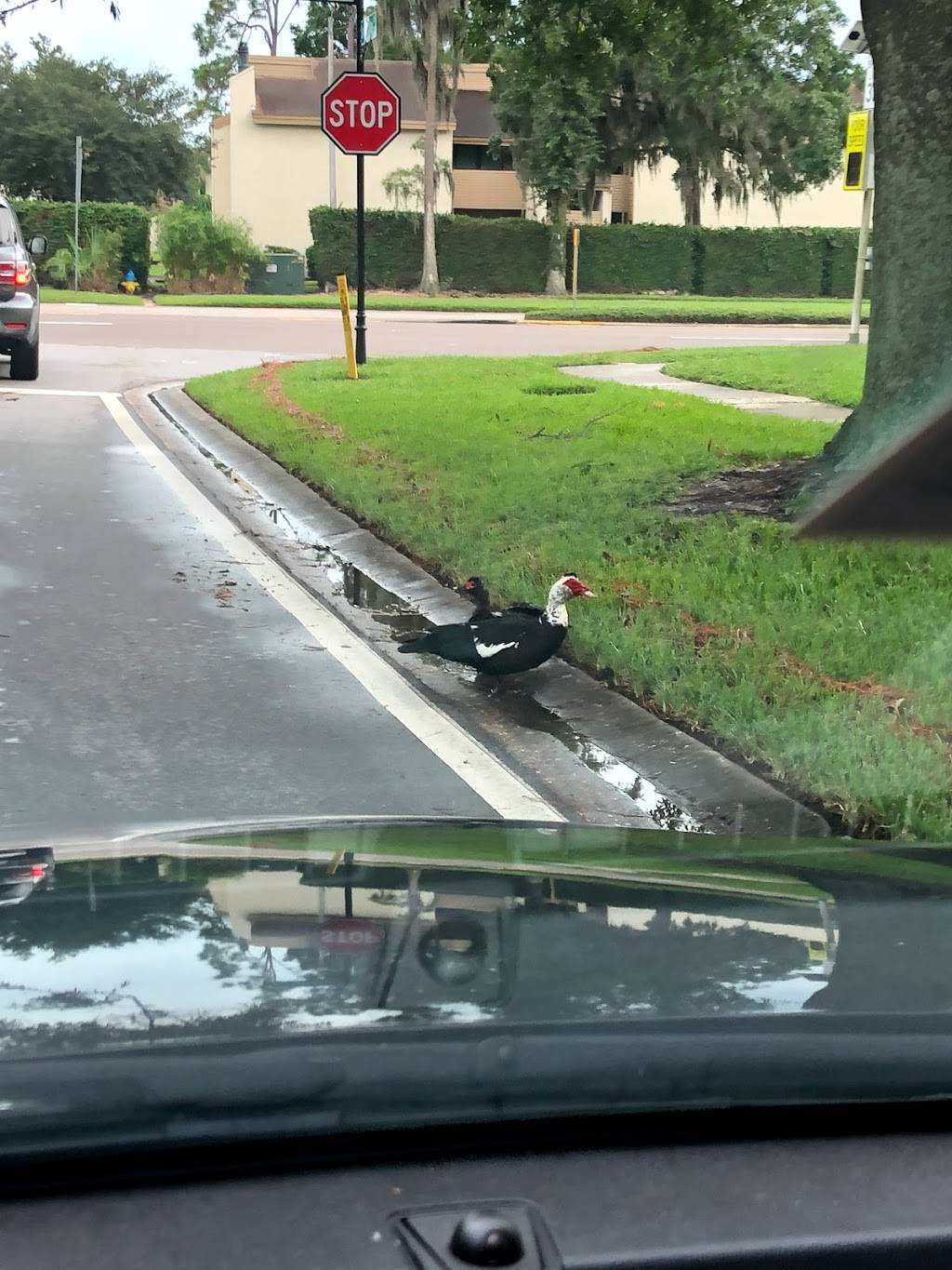 Village Center | shopping mall | 13100-13262 N Dale Mabry Hwy, Tampa, FL 33618, USA | 8136644800 OR +1 813-664-4800