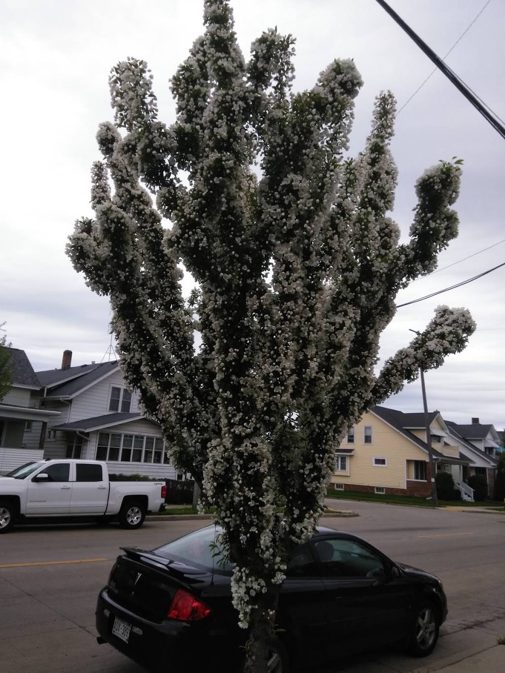 Papa Johns Pizza | restaurant | 7948 Winchester Rd Ste 110, Memphis, TN 38125, USA | 9016247770 OR +1 901-624-7770