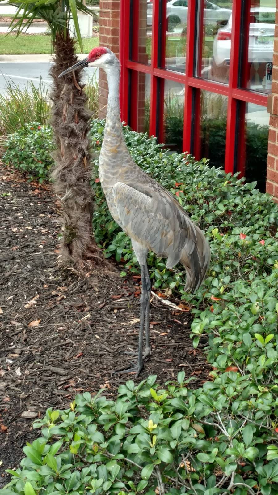 Arbys | restaurant | 1009 Bruce B Downs Blvd, Wesley Chapel, FL 33543, USA | 8139946133 OR +1 813-994-6133