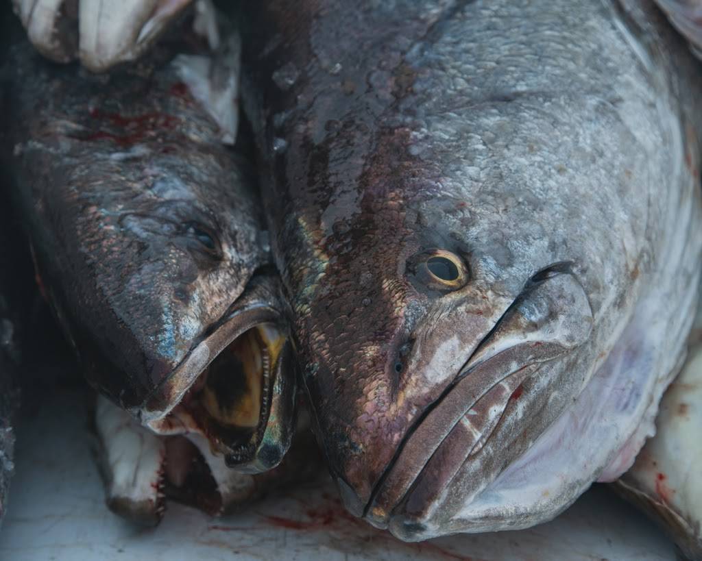 H & H Fresh Fish | restaurant | 493 Lake Ave A, Santa Cruz, CA 95062, USA | 8314623474 OR +1 831-462-3474