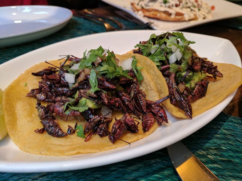 Toloache | restaurant | 205 Thompson St, New York, NY 10012, USA | 2124200600 OR +1 212-420-0600