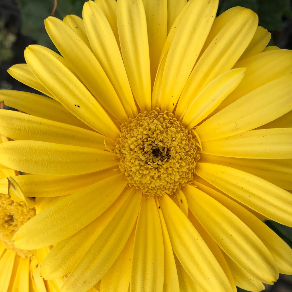 SPOOKYNOOK Produce, Greenhouse, & More | bakery | 821 Landisville Rd #8649, Manheim, PA 17545, USA | 7178983990 OR +1 717-898-3990