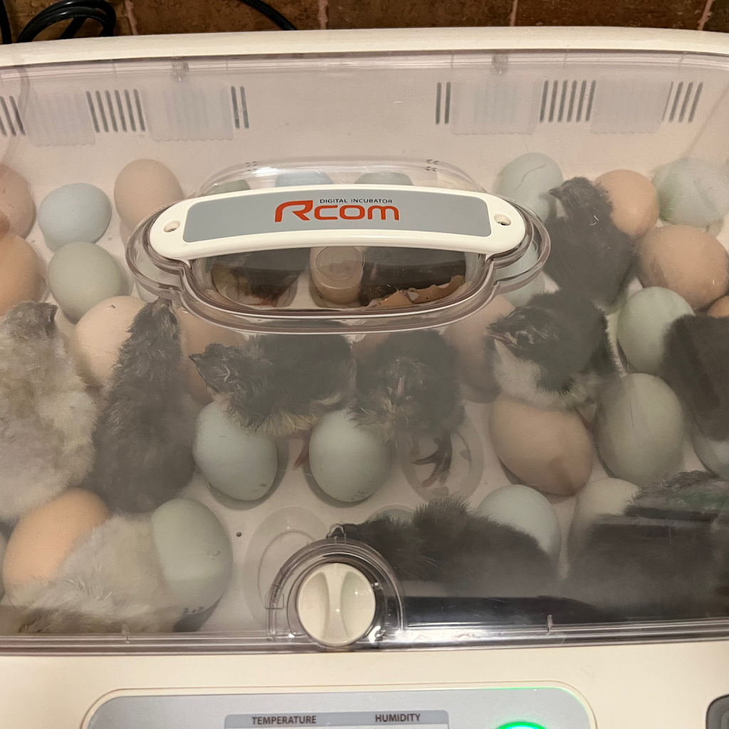 For His Glory Farm | restaurant | Lancewood Cir S, Port Orange, FL 32127, USA | 3863104047 OR +1 386-310-4047