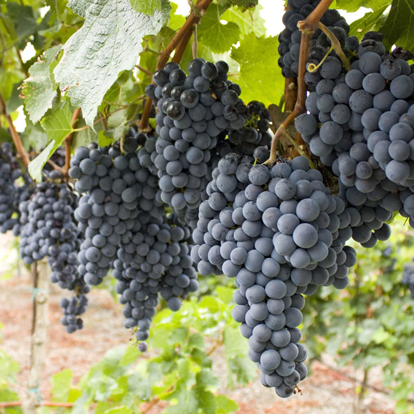 Old Pueblo Cellars | restaurant | 10088 N St Patrick Rd, Tucson, AZ 85742, USA | 5205511011 OR +1 520-551-1011