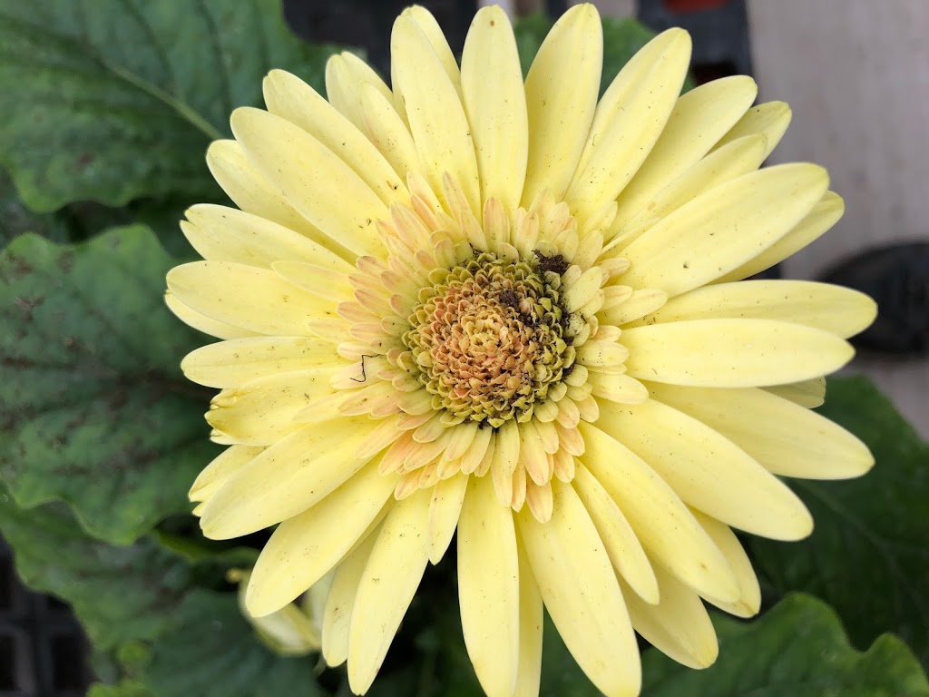 SPOOKYNOOK Produce, Greenhouse, & More | bakery | 821 Landisville Rd #8649, Manheim, PA 17545, USA | 7178983990 OR +1 717-898-3990