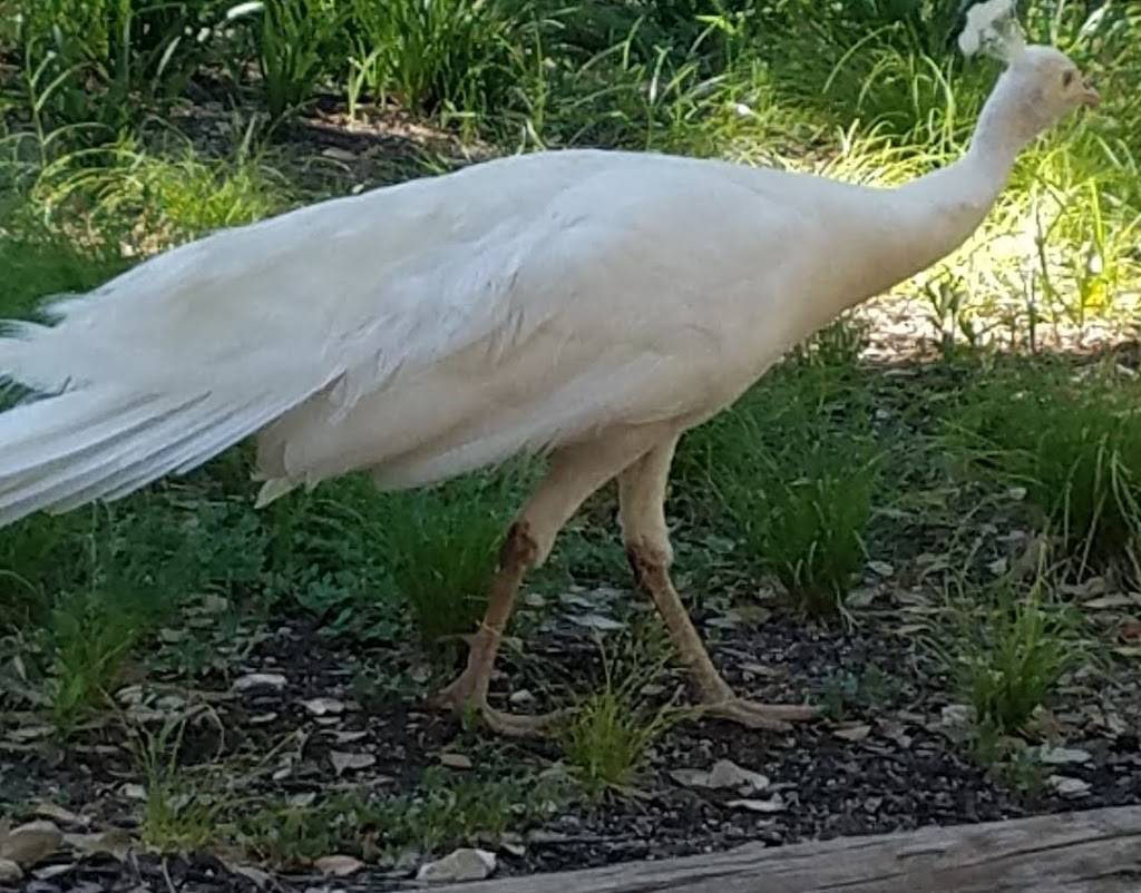 Green Pastures Events | restaurant | 811 W Live Oak St, Austin, TX 78704, USA | 5124441888 OR +1 512-444-1888