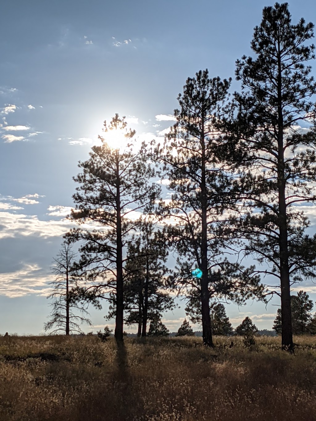 Little Caesars Pizza | restaurant | 1500 E Cedar Ave, Flagstaff, AZ 86004, USA | 9287792463 OR +1 928-779-2463