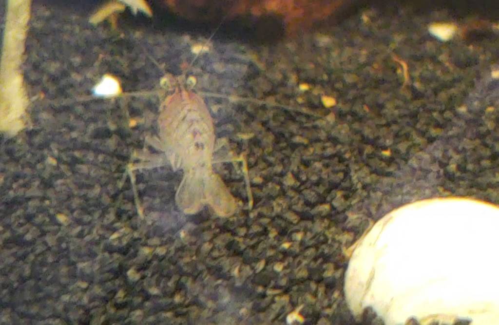 Pizza Hut | restaurant | 3023 E Chapman Ave, Orange, CA 92869, USA | 7147444700 OR +1 714-744-4700