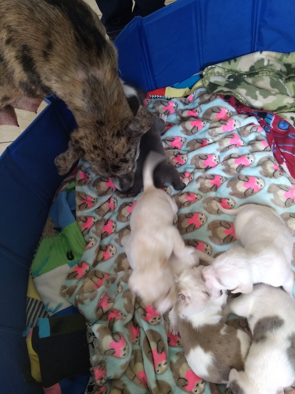 La Ranchera | restaurant | 728 E Main St #6232, El Dorado, AR 71730, USA | 8708635533 OR +1 870-863-5533