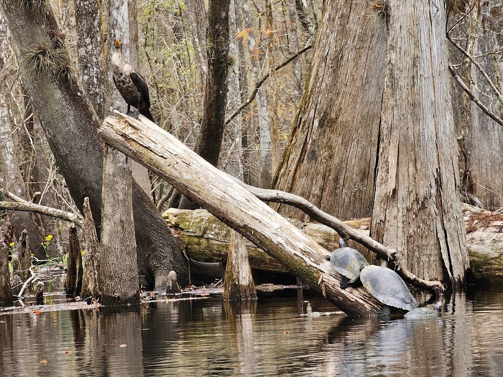 Manatee Springs State Park Tours & Activities | restaurant | 11650 NW 115th St, Chiefland, FL 32626, USA | 3526639960 OR +1 352-663-9960