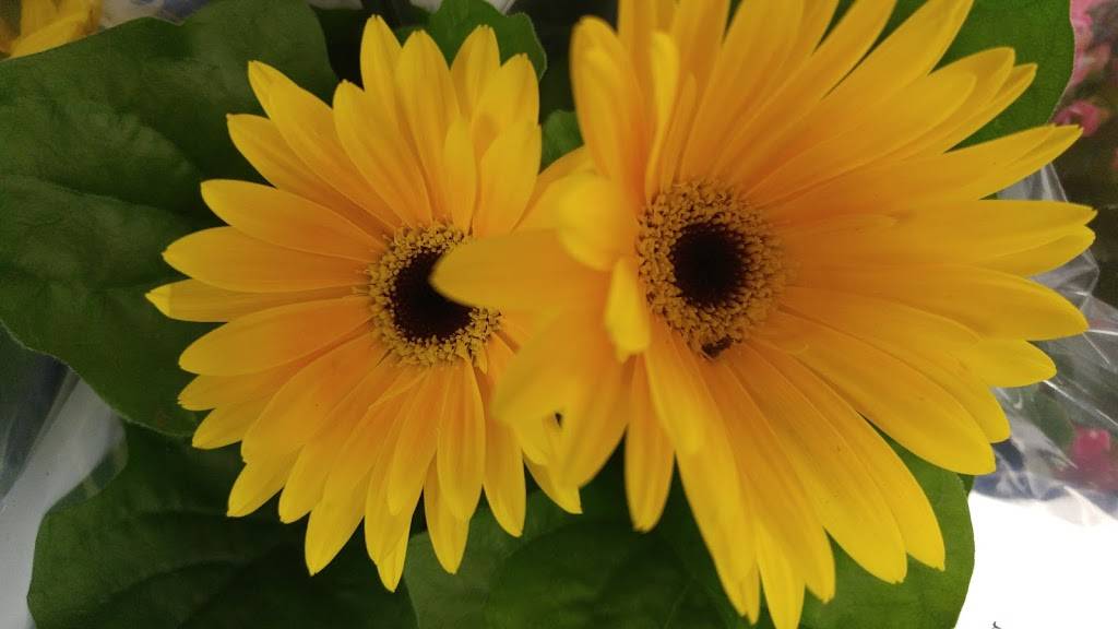 McDonalds | cafe | 5950 Rue Martineau, Saint-Hyacinthe, QC J2S 8B1, Canada | 4507967972 OR +1 450-796-7972