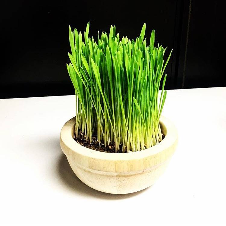 COOLDOWN JUICE | restaurant | 4819 Skillman Ave, Sunnyside, NY 11104, USA | 7188032900 OR +1 718-803-2900