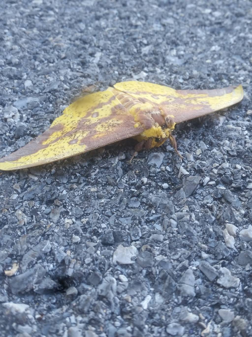 Subway | restaurant | 40 Noble Blvd, Carlisle, PA 17013, USA | 7172439455 OR +1 717-243-9455