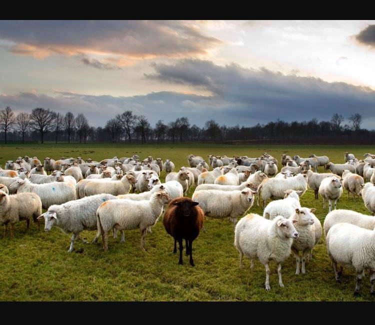 Black Sheep Pub | night club | 113 S 2nd Ave, Alpena, MI 49707, USA | 9893563076 OR +1 989-356-3076