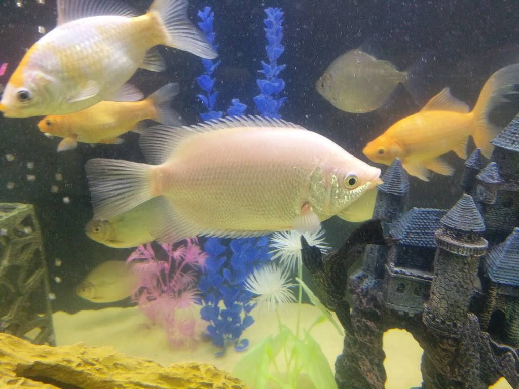 Hop Shing | restaurant | 2566 Shallowford Rd, Atlanta, GA 30345, USA | 4043299636 OR +1 404-329-9636