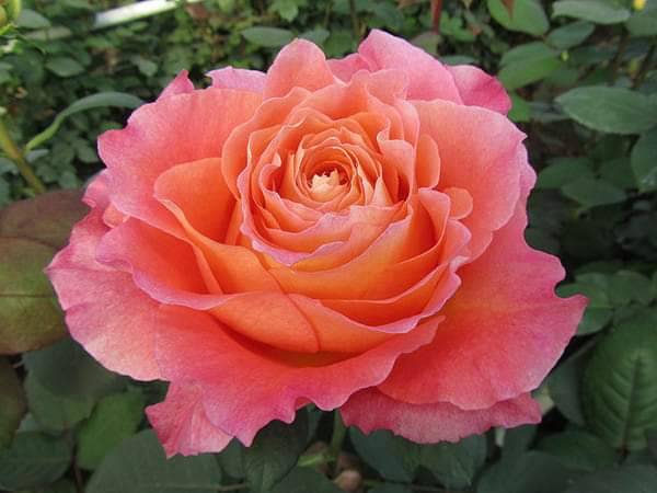 Matinas at Matteos | restaurant | 125 E Main St, Welland, ON L3V 3W5, Canada | 2898234666 OR +1 289-823-4666